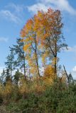 Populus tremula