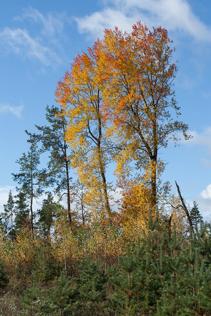 Image of Populus tremula specimen.