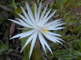 Epiphyllum hookeri