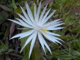 Epiphyllum hookeri. Цветок (на заднем плане - Callisia fragrans). Австралия, г. Брисбен, частная застройка, полуодичавшее. 14.11.2017.