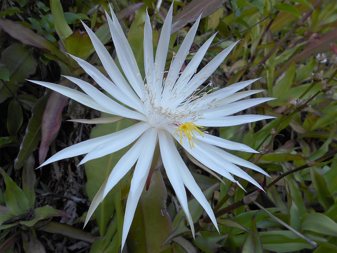 Изображение особи Epiphyllum hookeri.