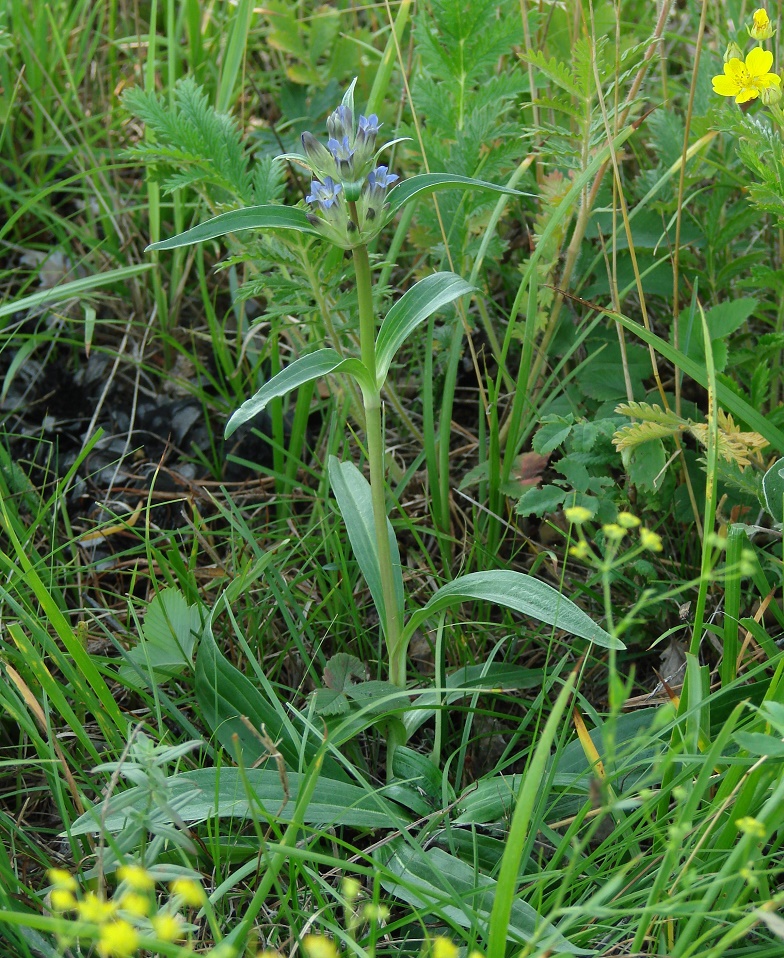 Изображение особи Gentiana macrophylla.