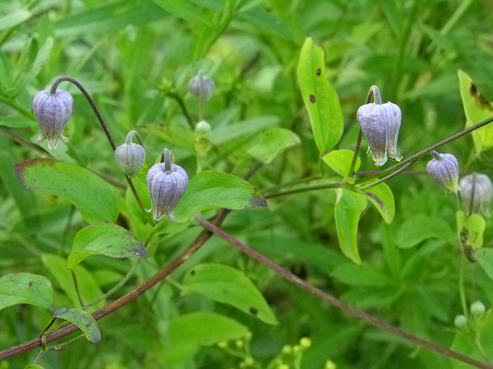 Image of Clematis pitcheri specimen.