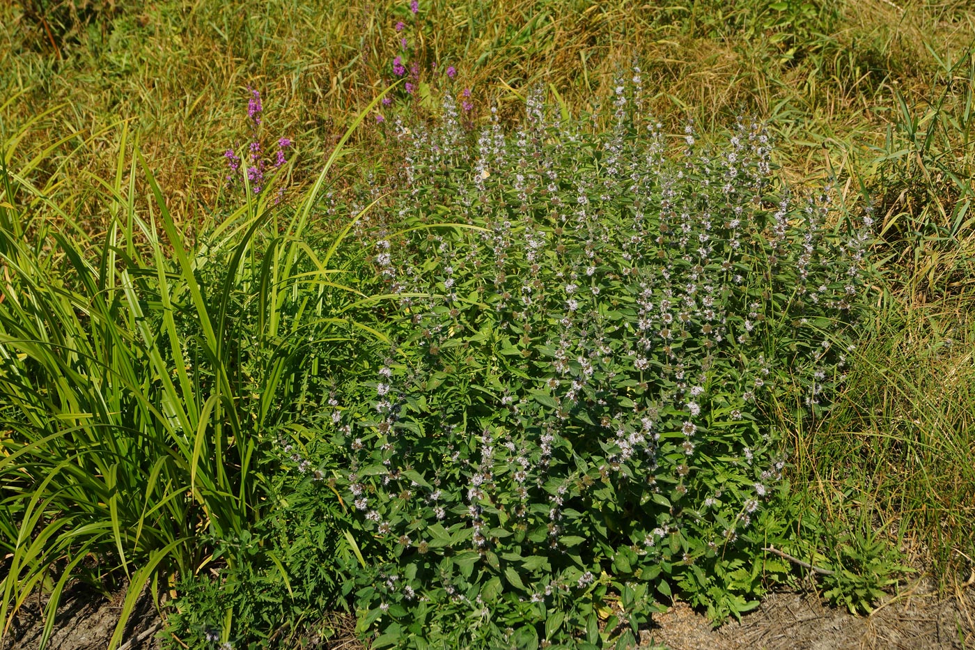 Изображение особи Mentha arvensis.