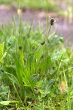 Plantago lanceolata. Цветущее растение. Грузия, край Рача-Лечхуми и Нижняя Сванетия, Онский муниципалитет, окр. пос. Уцера, дол. р. Риони, выс. 980 м н.у.м., луг, подверженный выпасу. 07.05.2017.