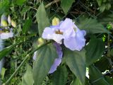 Thunbergia laurifolia. Часть побега с цветками. Австралия, г. Брисбен, в культуре. 13.09.2015.