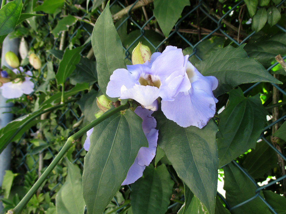 Изображение особи Thunbergia laurifolia.