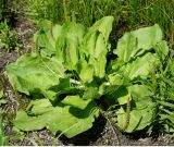 Plantago major