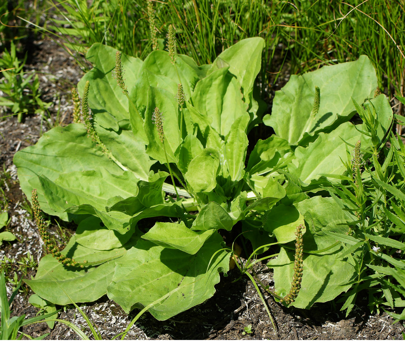 Изображение особи Plantago major.