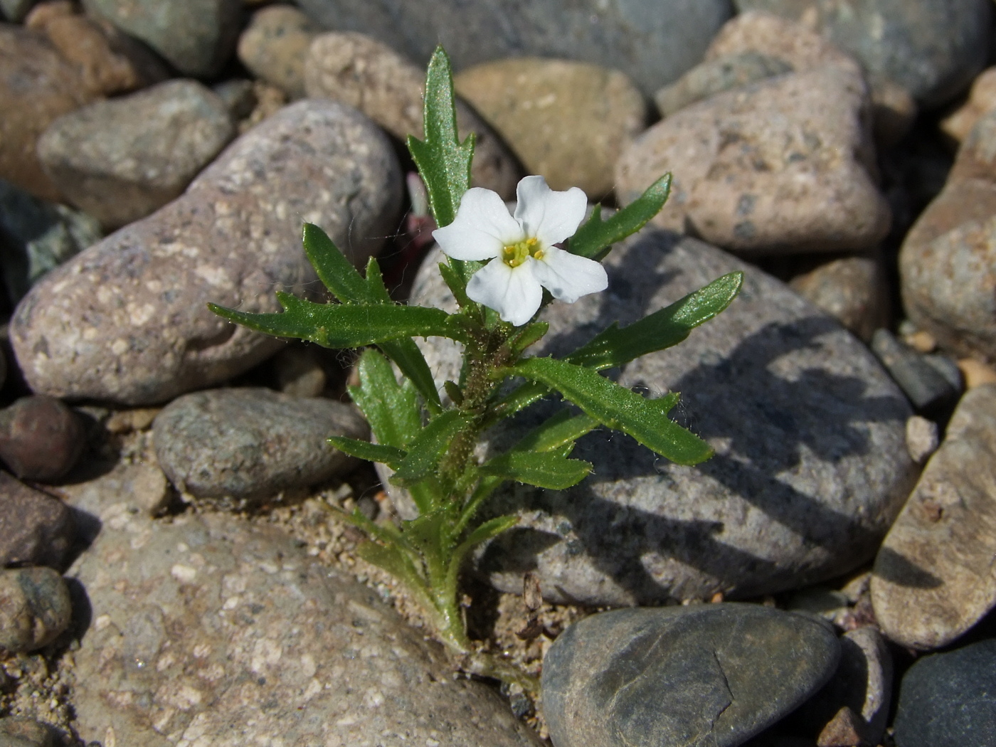 Изображение особи Dontostemon pinnatifidus.