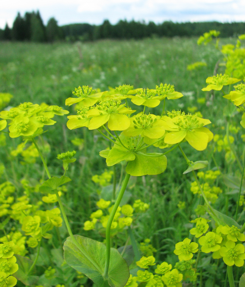 Изображение особи Bupleurum longifolium ssp. aureum.