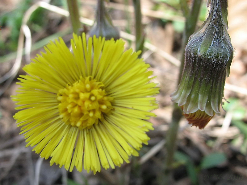 Image of Tussilago farfara specimen.