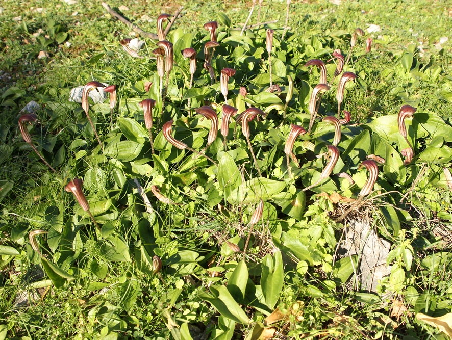 Изображение особи Arisarum vulgare.