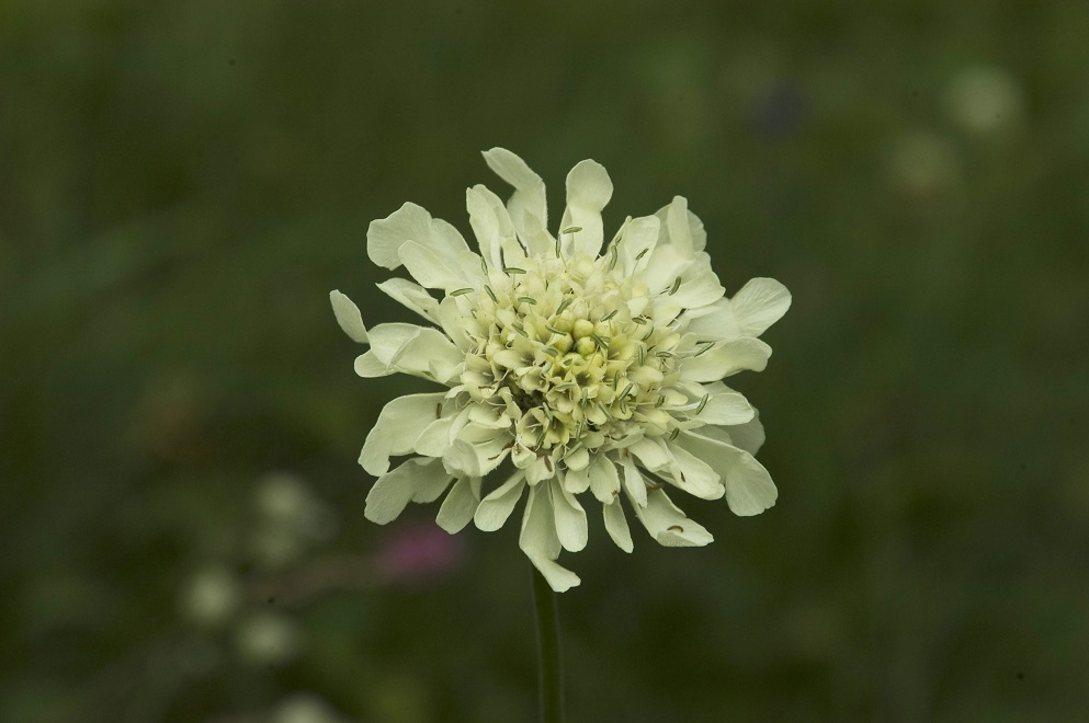 Image of Cephalaria gigantea specimen.