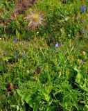 Pulsatilla aurea