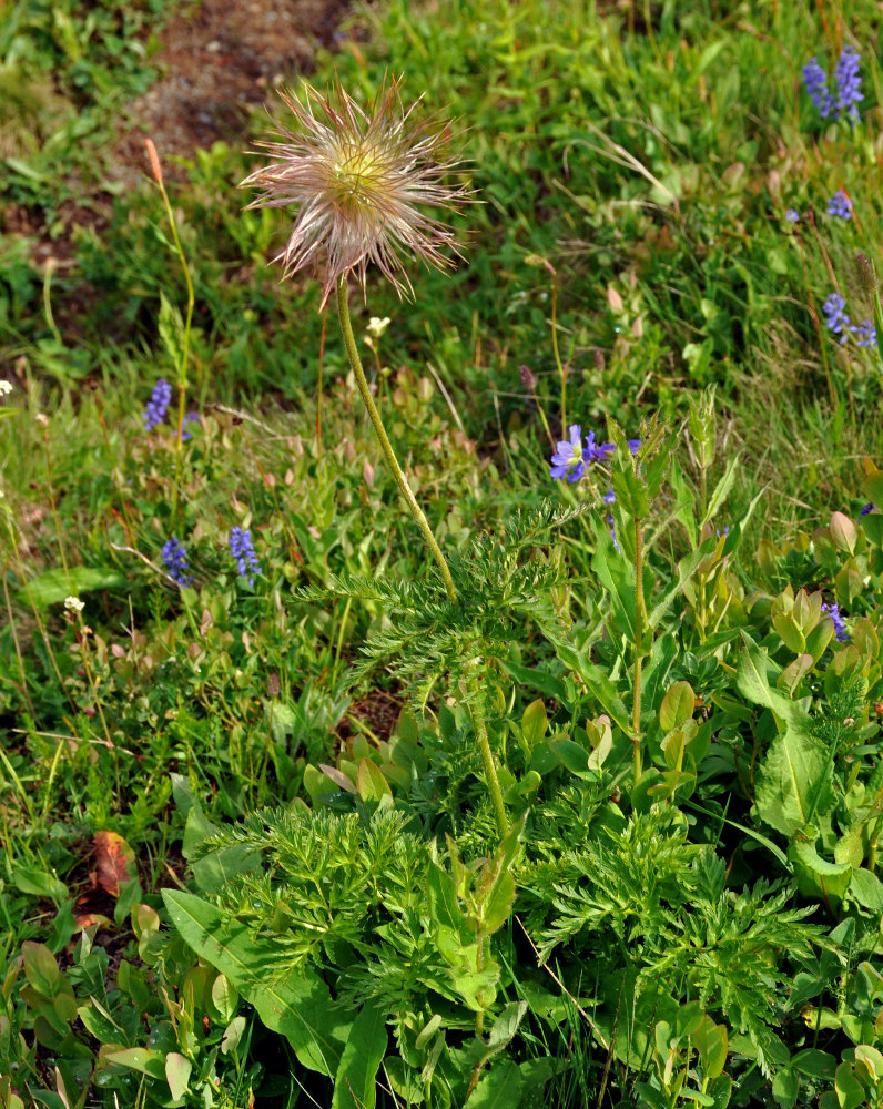 Image of Pulsatilla aurea specimen.