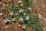 Centaurea cheiranthifolia. Цветущие растения. Абхазия, Рицинский реликтовый национальный парк, гора Агура, урочище Каменная Поляна, ≈ 2300 м н.у.м., осыпающийся склон. 14.07.2017.