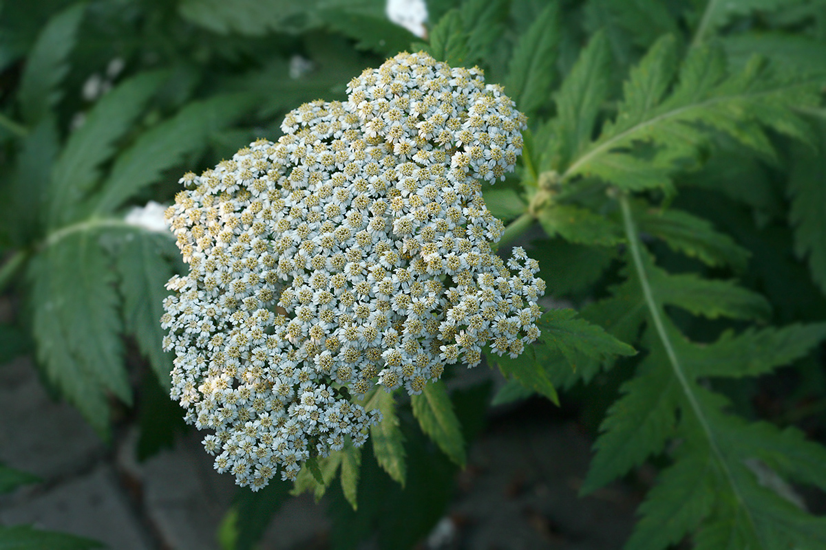 Image of Pyrethrum macrophyllum specimen.