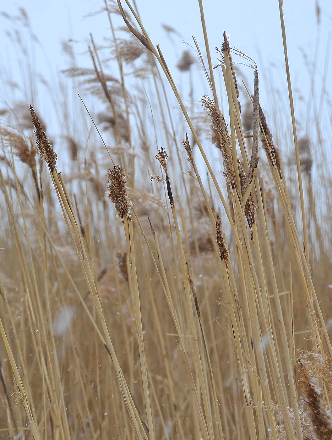 Изображение особи Phragmites australis.