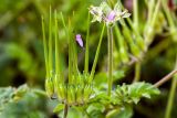 Erodium moschatum