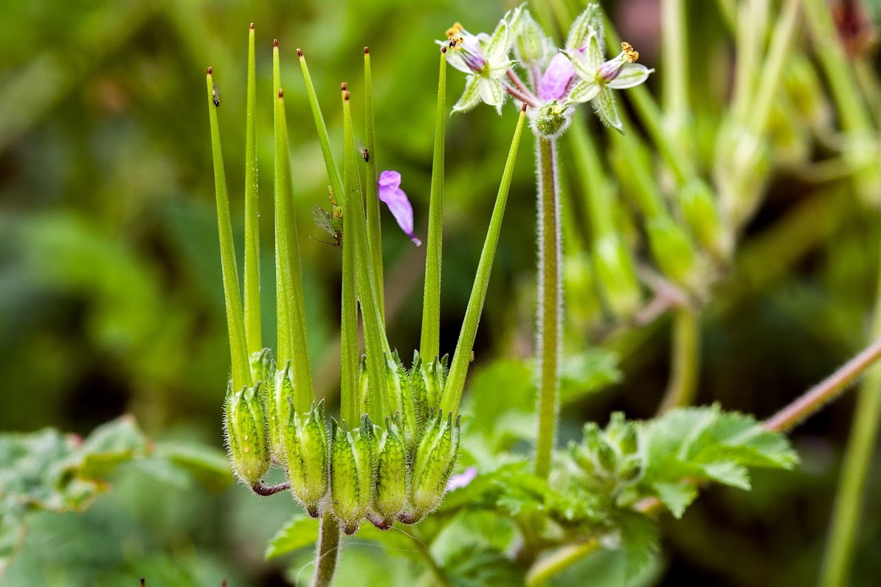 Изображение особи Erodium moschatum.