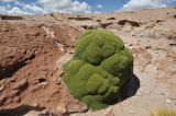 Azorella compacta. Взрослые растения. Боливия, подножие вулкана Ольягуе. 18.03.2014.