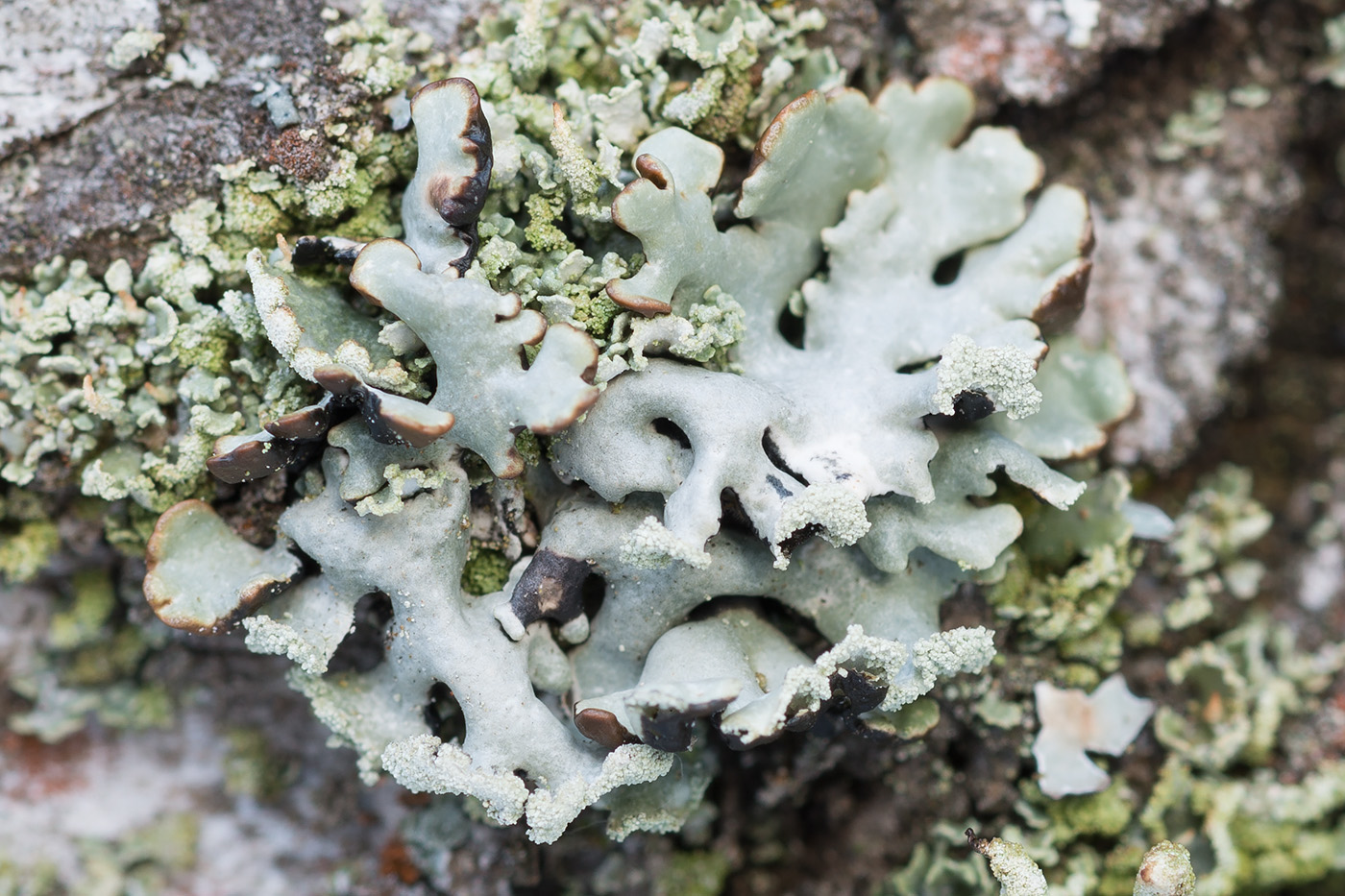 Image of Hypogymnia physodes specimen.