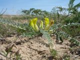 Astragalus atrovinosus. Цветущее растение. Южный Казахстан, Сырдарьинский Каратау, Юго-Восточный Каратау, горы Улькен Актау, межгрядовое понижение Улькен-Карой на правобережной стороне долины р. Тамды, поросшее Ferula karatavica. 13 апреля 2018 г.