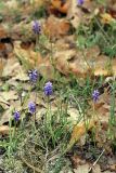 Muscari neglectum