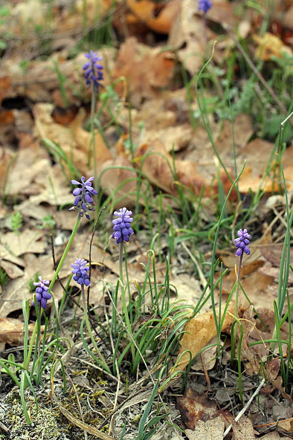 Изображение особи Muscari neglectum.