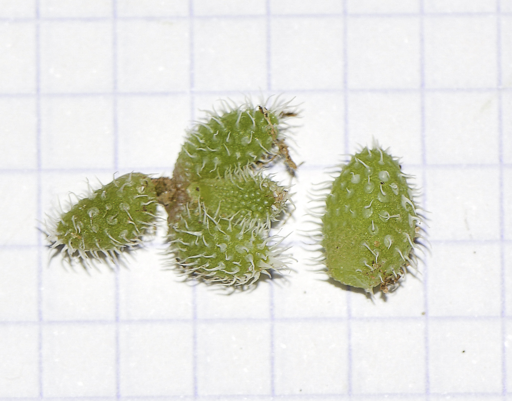 Image of Delosperma echinatum specimen.