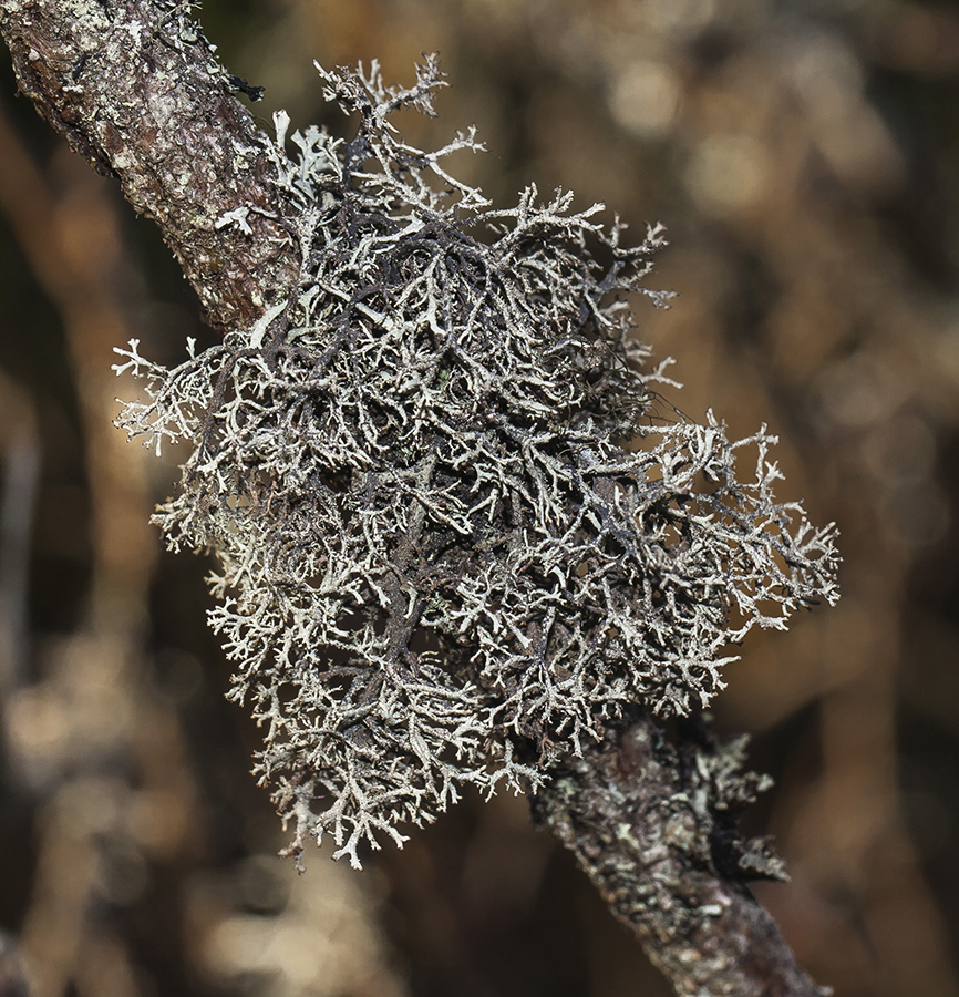 Изображение особи класс Lecanoromycetes.