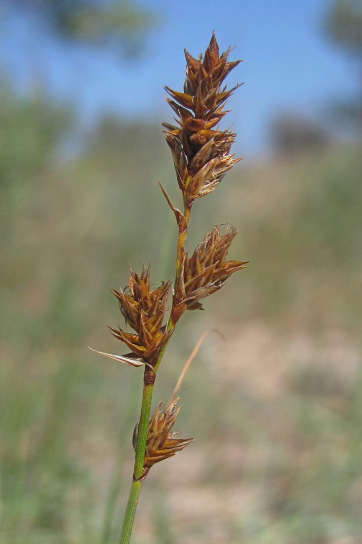 Image of Carex colchica specimen.