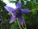 Aquilegia vulgaris