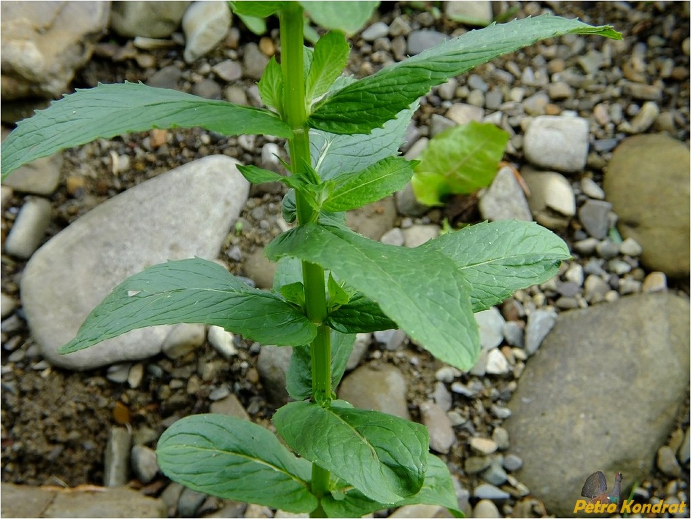 Image of genus Mentha specimen.