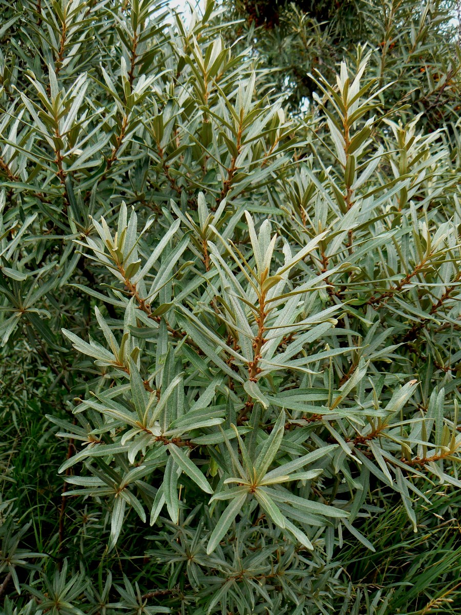 Image of Hippophae rhamnoides specimen.