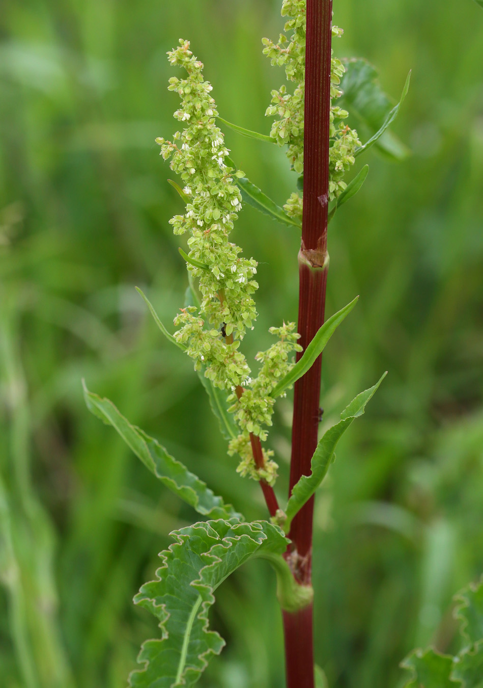 Изображение особи Rumex pseudonatronatus.