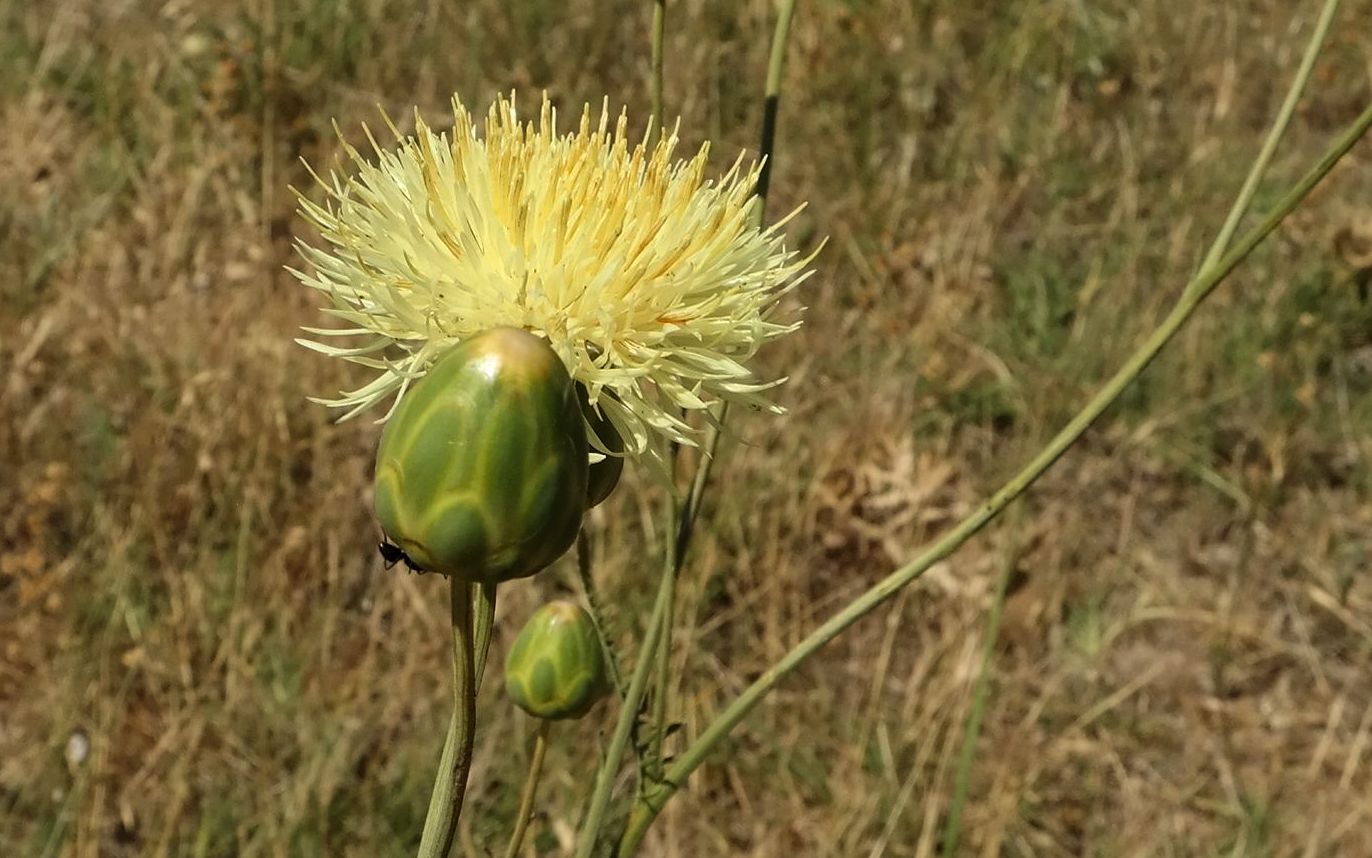 Изображение особи Rhaponticoides taliewii.