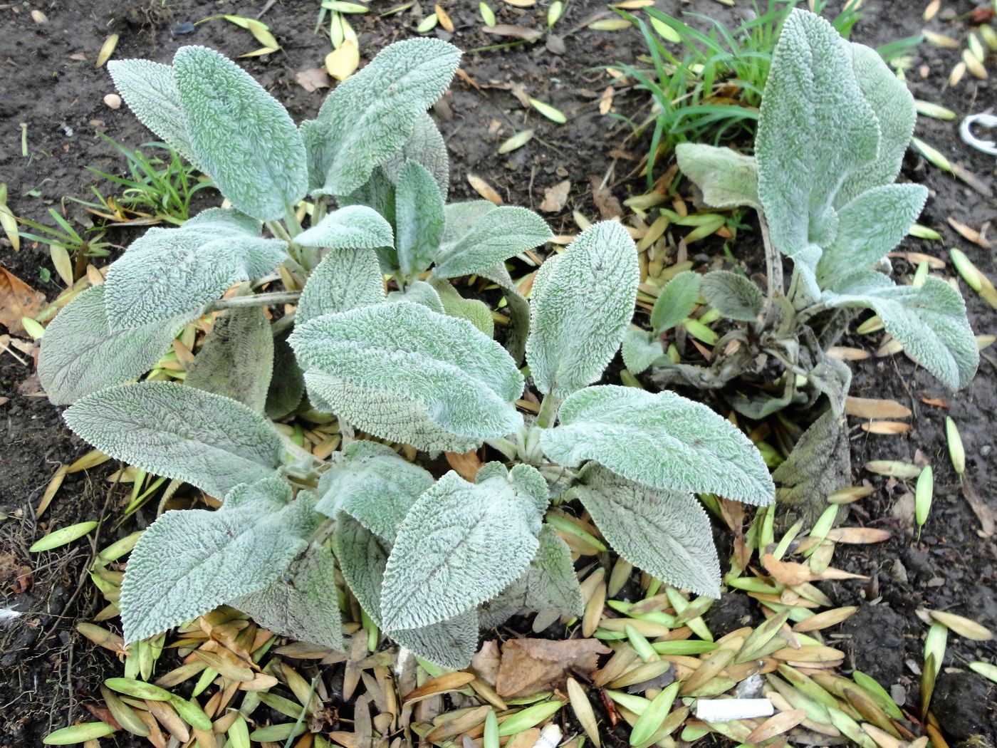 Изображение особи Stachys byzantina.