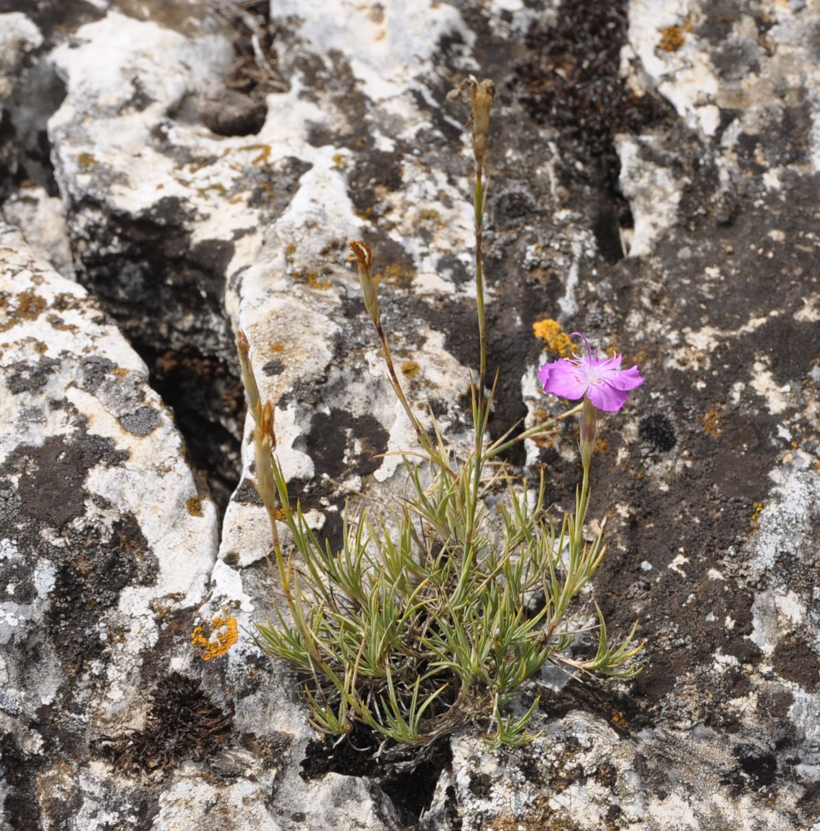 Изображение особи Dianthus gracilis.