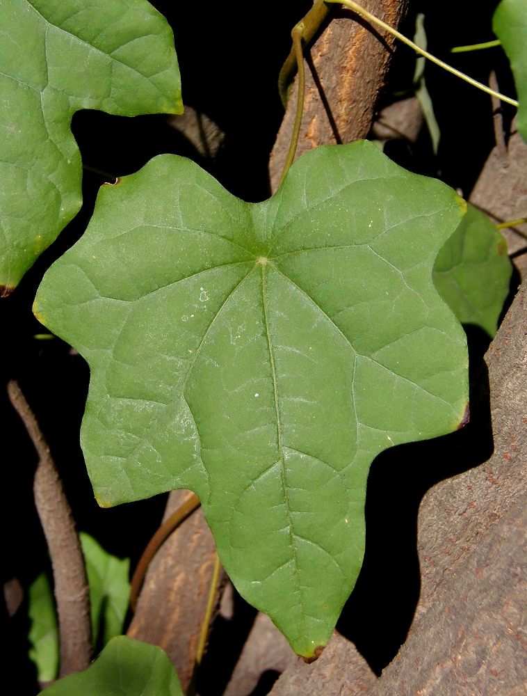 Image of Menispermum dauricum specimen.