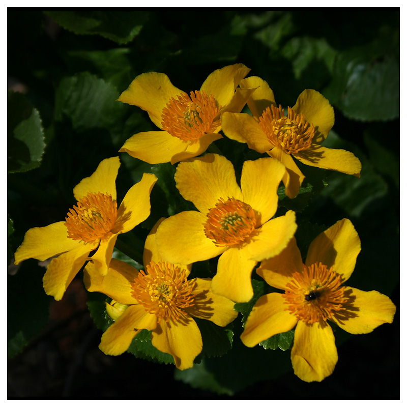 Image of Caltha palustris specimen.