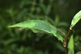 Persicaria extremiorientalis