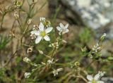 Minuartia krascheninnikovii. Верхушки цветущих и плодоносящих веточек. Башкортостан, Учалинский р-н, Ильчигуловский сельсовет, окр. дер. Мулдашево, хр. Нурали, каменистый склон, ≈ 700 м н.у.м. 7 сентября 2018 г.