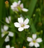 Petrorhagia saxifraga. Цветок. Черногория, г. Цетине, возле монастыря Петра Цетинского, сорное на газоне. Июль 2018 г.