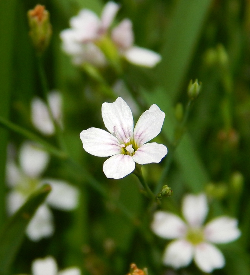 Image of Petrorhagia saxifraga specimen.