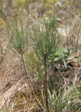 Ephedra procera