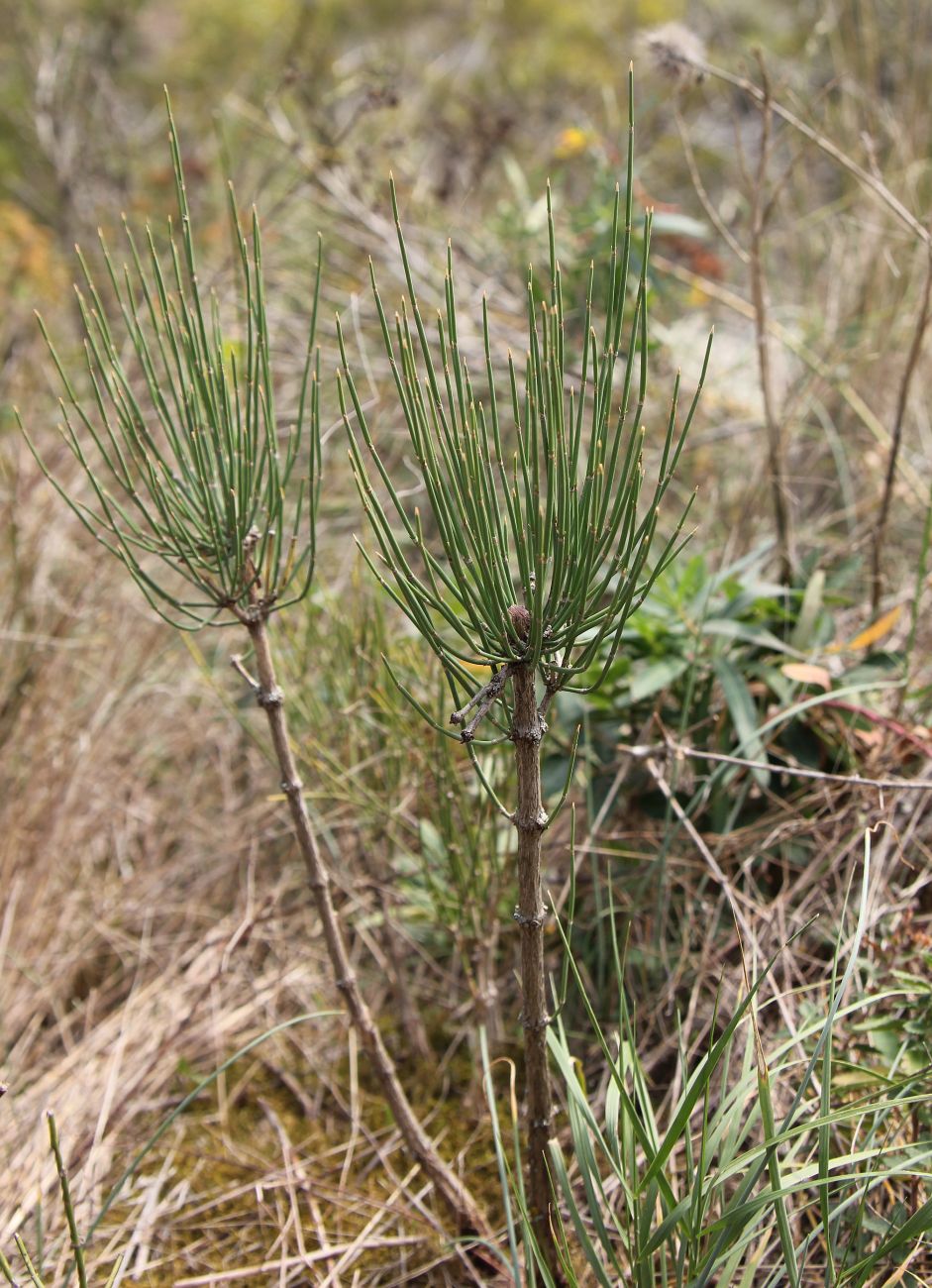 Изображение особи Ephedra procera.