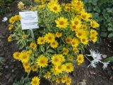 Heliopsis helianthoides