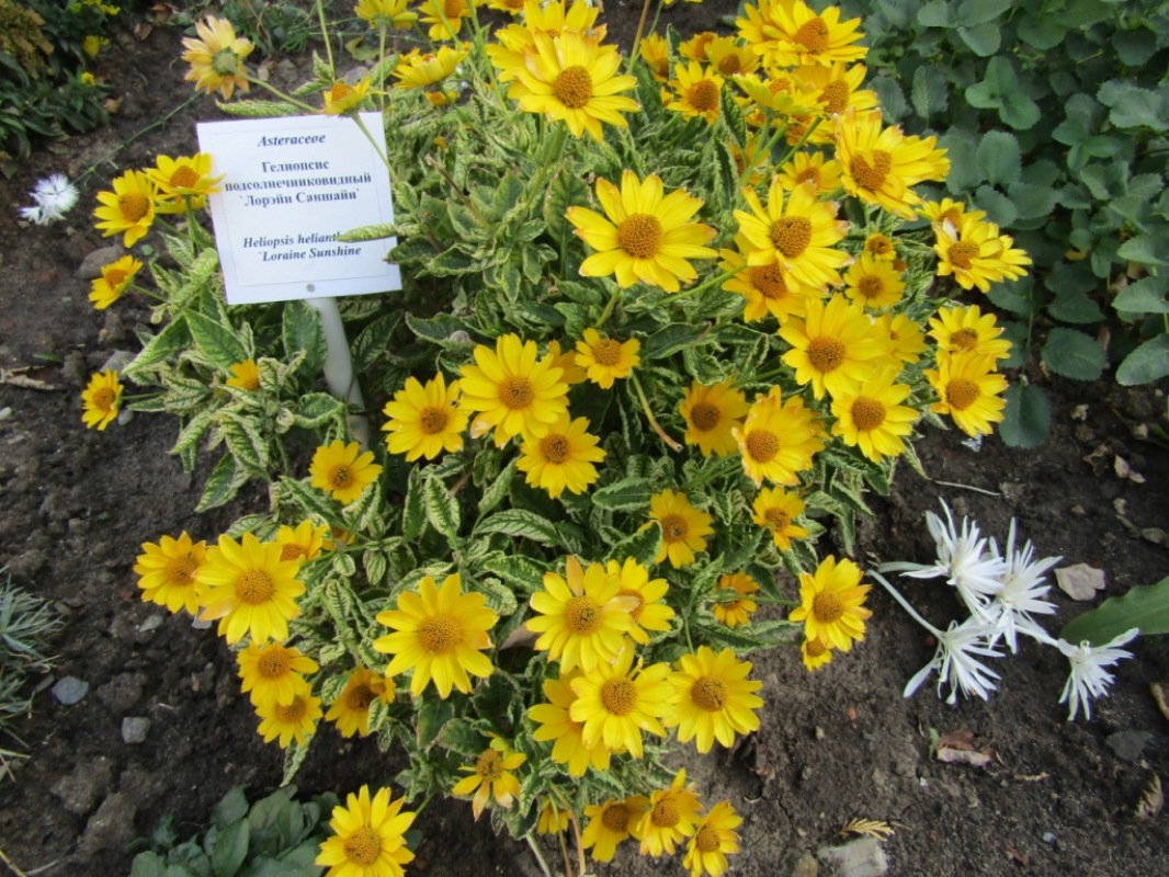 Изображение особи Heliopsis helianthoides.